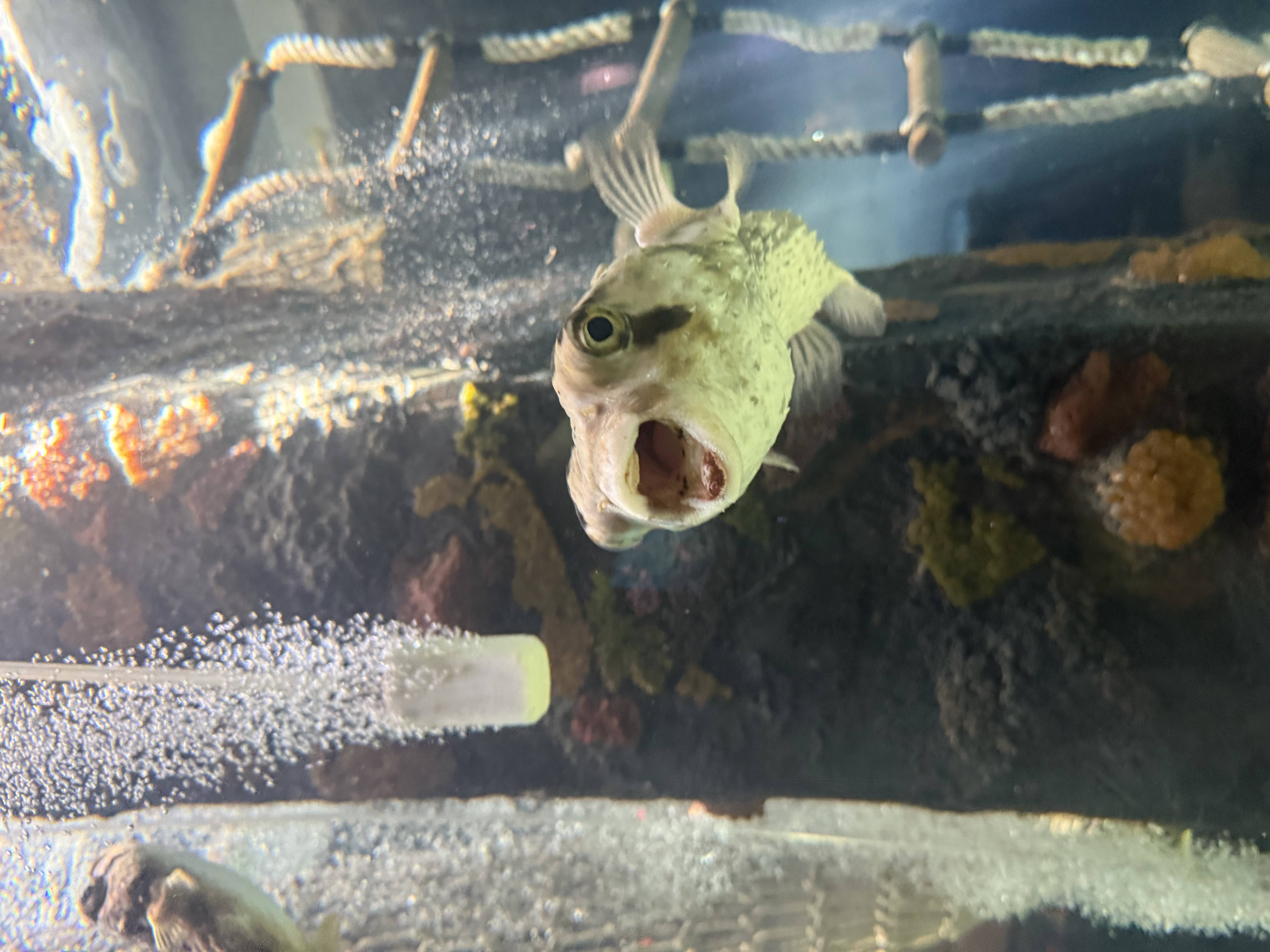 aquarium1