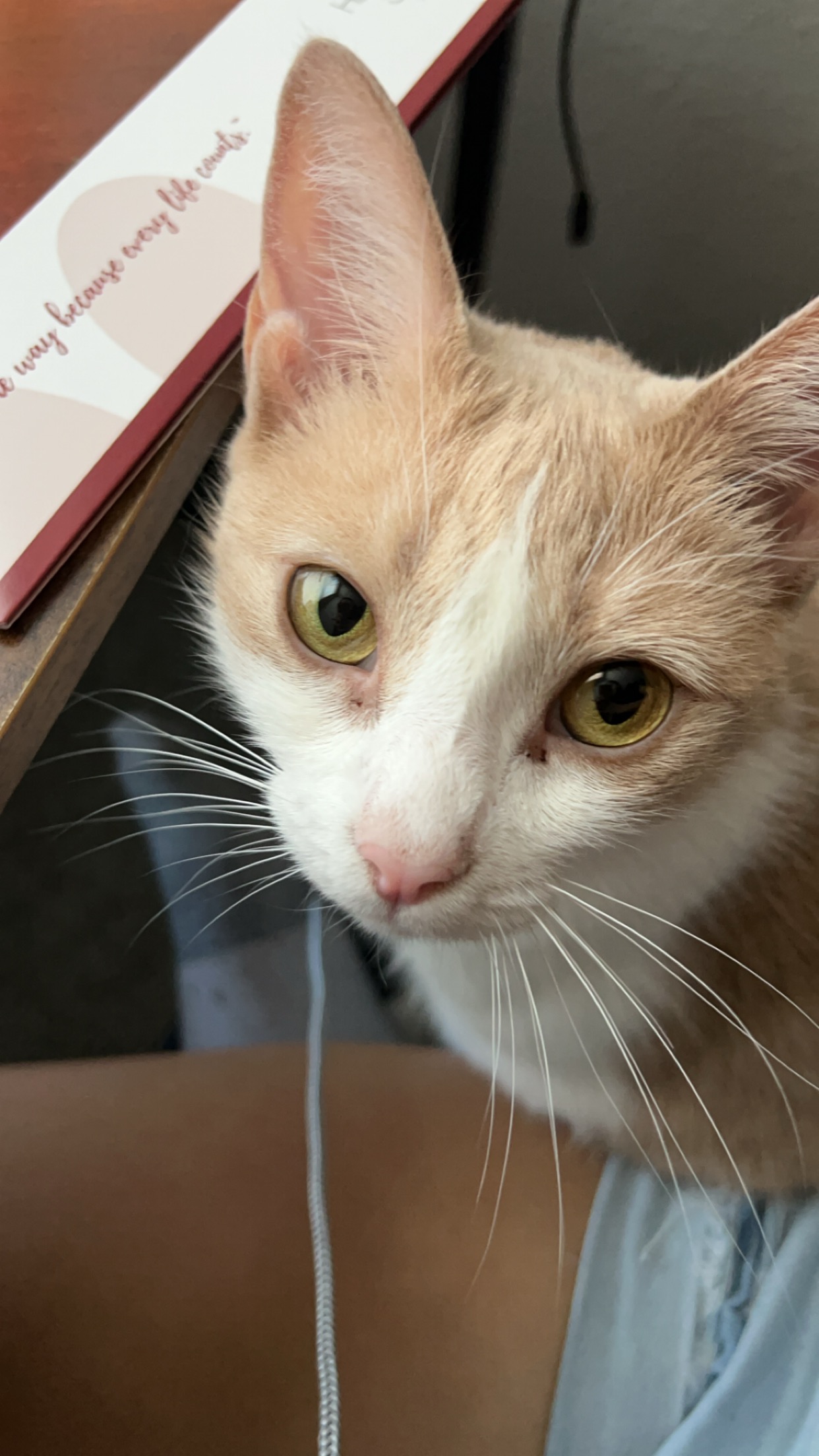 Peanut Image